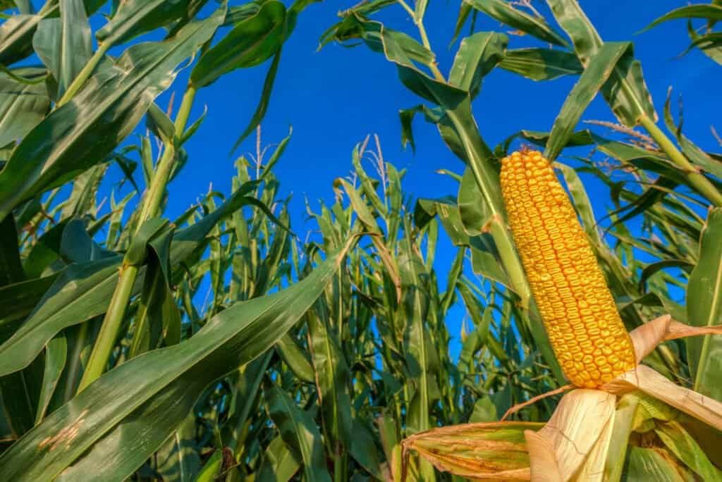 Ministry Warns Against Recycled Seed as Zambia Targets Record Crop Output Corn On The Cob 2024 12 07 00 23 07 Utc 1980x1322 1 1024x684